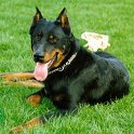 chien DM (67)